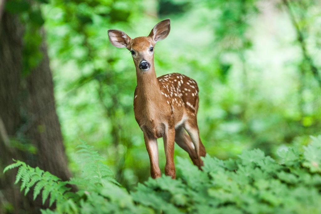 deer, mammal, young, animal, wild, forest, nature, animal world, forest animal, wildlife, wildlife photography, deer, deer, deer, deer, deer, forest